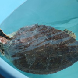 Sea Turtle Rescue Center